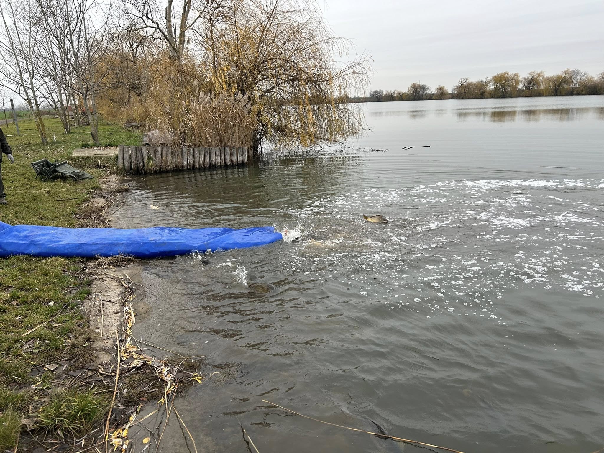 Őszi halasítások Látóképen Őszi halasítások Látóképen