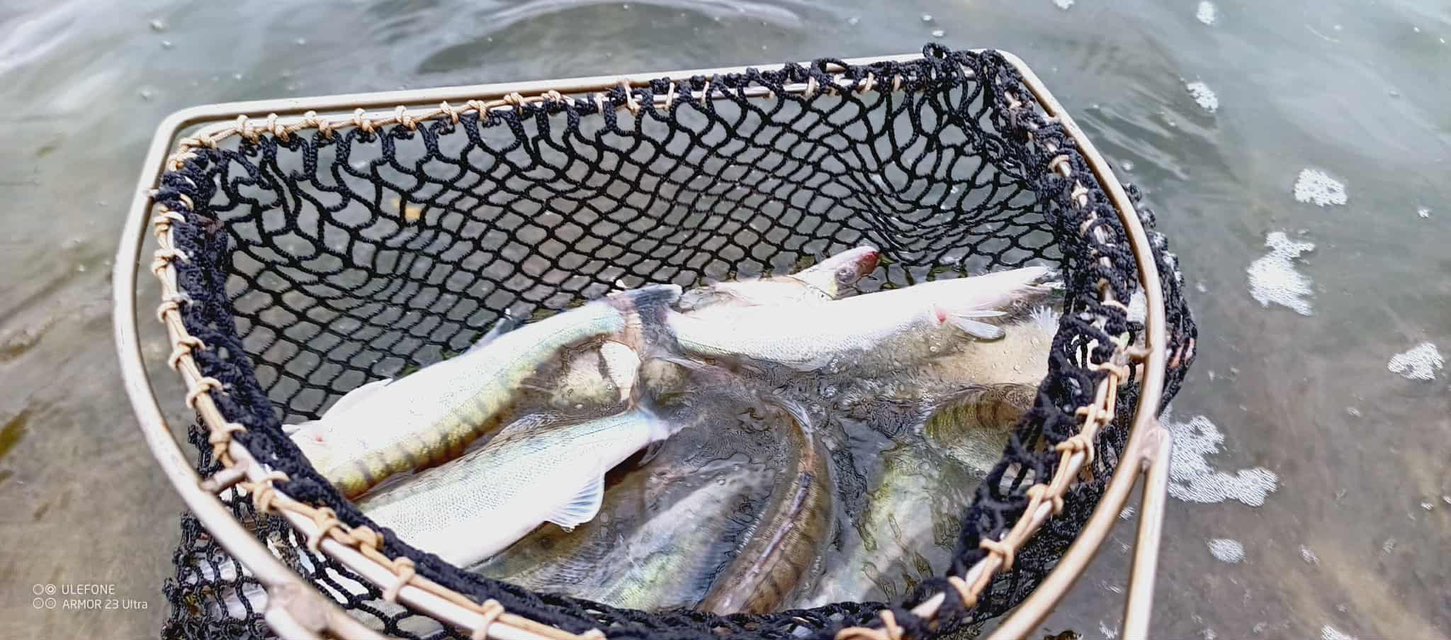 Őszi halasítások Látóképen Őszi halasítások Látóképen