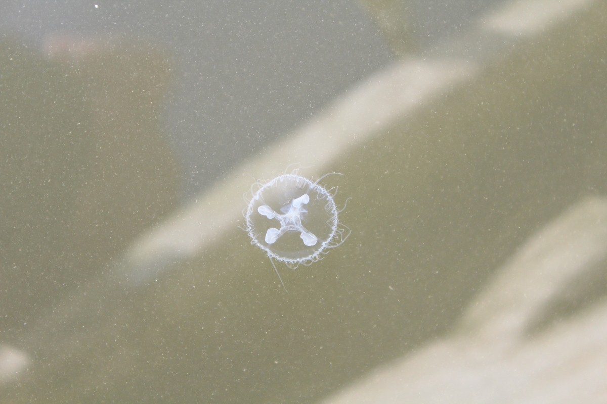 Édesvízi medúza